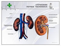 Стенд "Строение почки человека" - «globural.ru» - Владимир
