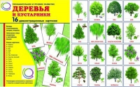 Демонстрационные карточки "Деревья и кустарники" - «globural.ru» - Владимир