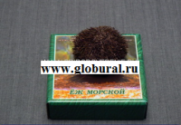 Сухой препарат "Еж морской" - «globural.ru» - Владимир