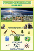 Стенд "Уровни организации живого" - «globural.ru» - Владимир