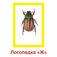 Логопедка "Ж" (логопедические карточки) - «globural.ru» - Владимир
