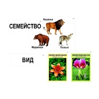 Модель-аппликация "Классификация растений и животных" (ламинированная) - «globural.ru» - Владимир