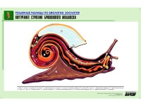 Рельефная таблица "Внутреннее строение брюхоногого моллюска" (формат А1, матовое ламинир.) - «globural.ru» - Владимир