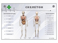 Электрифицированный стенд-тренажер "Скелетон" - «globural.ru» - Владимир