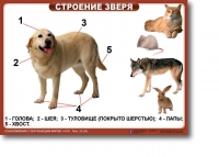 Ознакомление с окружающим миром. 1-4 класс. Комплект таблиц. Наглядные пособия для начальной школы, учебные пособия - «globural.ru» - Владимир
