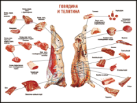 Правила разделки мясных туш "Говядина и телятина" 1000*1400 винил - «globural.ru» - Владимир