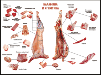 Правила разделки мясных туш "Баранина и ягнятина" 1000*1400 винил - «globural.ru» - Владимир