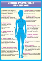 Стенд "Снятие мерок" (вариант 2) - «globural.ru» - Владимир