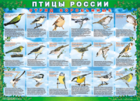 Таблица Птицы России из  4 листов в комплекте 1000*1400 винил	 - «globural.ru» - Владимир