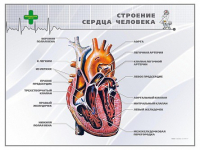 Стенд "Строение сердца человека" - «globural.ru» - Владимир