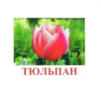 Карточки Домана "Цветы-1" - «globural.ru» - Владимир