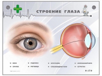 Интерактивный стенд "Строение глаза" - «globural.ru» - Владимир