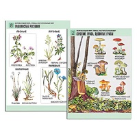 Комплект таблиц для начальной школы "Окружающий мир. Грибы. Растительный мир" - «globural.ru» - Владимир