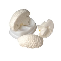 Модель мозга в разрезе - «globural.ru» - Владимир