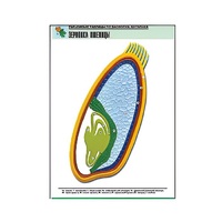 Рельефная таблица "Зерновка пшеницы" (формат А1, матовое ламинир.) - «globural.ru» - Владимир