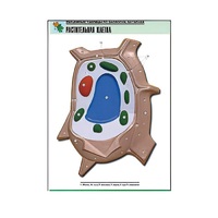 Рельефная таблица "Растительная клетка" (формат А1, матовое ламинир.) - «globural.ru» - Владимир