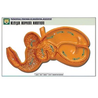 Рельефная таблица "Желудок жвачного животного" (формат А1, матовое ламинир.) - «globural.ru» - Владимир