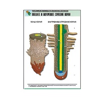Рельефная таблица "Внешнее и внутреннее строение корня" (формат А1, матовое ламинир.) - «globural.ru» - Владимир