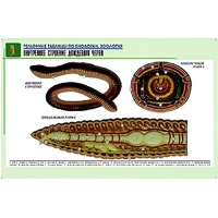 Рельефная таблица "Внутреннее строение дождевого червя" (формат А1, матовое ламинир.) - «globural.ru» - Владимир