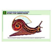 Рельефная таблица "Внутреннее строение брюхоногого моллюска" (формат А1, матовое ламинир.) - «globural.ru» - Владимир