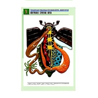 Рельефная таблица "Внутреннее строение жука" (формат А1, матовое ламинир.) - «globural.ru» - Владимир