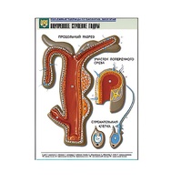Рельефная таблица "Внутреннее строение гидры" (формат А1, матовое ламинир.) - «globural.ru» - Владимир