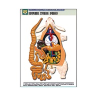 Рельефная таблица "Внутреннее строение кролика" (формат А1, матовое ламинир.) - «globural.ru» - Владимир