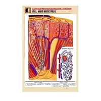 Рельефная таблица "Почка. Макро-микростроение" - «globural.ru» - Владимир