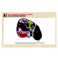 Рельефная таблица "Печень. Висцеральная поверхность" (формат А1, матовое ламинир.) - «globural.ru» - Владимир