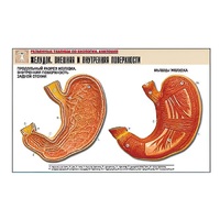Рельефная таблица "Желудок. Внешняя и внутренняя поверхности" (формат А1, матовое ламинир.) - «globural.ru» - Владимир