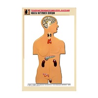 Рельефная таблица "Железы внутренней секреции" (формат А1, матовое ламинир.) - «globural.ru» - Владимир