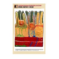 Рельефная таблица "Ворсинка кишечная с сосудом" (формат А1, матовое ламинир.) - «globural.ru» - Владимир