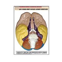 Рельефная таблица "Доли и извилины нижней поверхности полушарий головного мозга" - «globural.ru» - Владимир