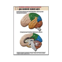 Рельефная таблица "Доли полушарий головного мозга" - «globural.ru» - Владимир