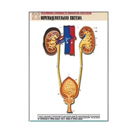 Рельефная таблица "Мочевыделительная система" (формат А1, матовое ламинир.) - «globural.ru» - Владимир