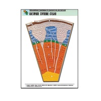 Рельефная таблица "Клеточное строение стебля" (формат А1, матовое ламинир.) - «globural.ru» - Владимир