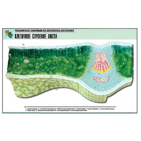 Рельефная таблица "Клеточное строение листа" (формат А1, матовое ламинир.) - «globural.ru» - Владимир