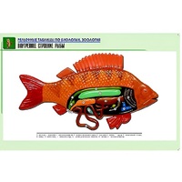 Рельефная таблица "Внутреннее строение рыбы" (формат А1, матовое ламинир.) - «globural.ru» - Владимир