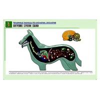 Рельефная таблица "Внутреннее строение собаки" (формат А1, матовое ламинир.) - «globural.ru» - Владимир