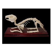 Скелет кролика - «globural.ru» - Владимир