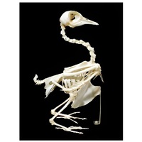 Скелет голубя - «globural.ru» - Владимир