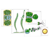 Модель-аппликация "Размножение многоклеточной водоросли" (ламинированная) - «globural.ru» - Владимир