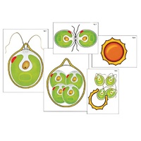 Модель-аппликация "Размножение одноклеточной водоросли" (ламинированная) - «globural.ru» - Владимир