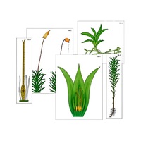 Модель-аппликация "Размножение мха" (ламинированная) - «globural.ru» - Владимир