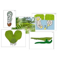 Модель-аппликация "Размножение папоротника" (ламинированная) - «globural.ru» - Владимир