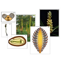 Модель-аппликация "Размножение сосны" (ламинированная) - «globural.ru» - Владимир