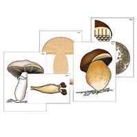 Модель-аппликация "Размножение шляпочного гриба" (ламинированная) - «globural.ru» - Владимир
