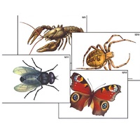 Модель-аппликация "Разнообразие беспозвоночных" (ламинированная) - «globural.ru» - Владимир