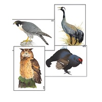 Модель-аппликация "Разнообразие высших хордовых 1. Пресмыкающиеся и птицы" (ламинированная) - «globural.ru» - Владимир