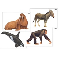 Модель-аппликация "Разнообразие высших хордовых 2. Млекопитающие" (ламинированная) - «globural.ru» - Владимир